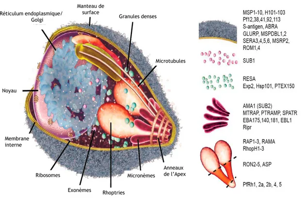 Figure  1-5.  Micro-anatomie  du  mérozoïte.  Les  principales  protéines  par  élément  anatomique  du  mérozoïte  sont  listées  sur  la  droite  du  dessin