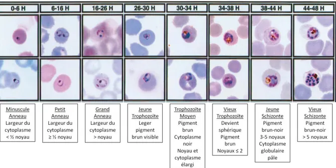 Figure 1-7. Les différents stades de maturation parasitaire lors de la phase érythrocytaire, issues de  culture  de  P