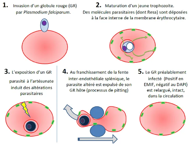 Figure  1-16.  Représentation schématique du phénomène de pitting et de sa mise en évidence par  utilisation  de  marqueur  de  protéine  palustre  RESA  (Pf155)  à  la  surface  interne  de  la  membrane  globulaire