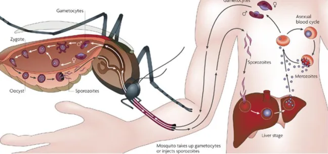 Figure  1.  Cycle  de  vie  du  parasite  Plasmodium.  Lors  du  repas  sanguin,  un  moustique  femelle  du  genre  Anopheles, injecte à partir de ses glandes salivaires des sporozoïtes dans la peau