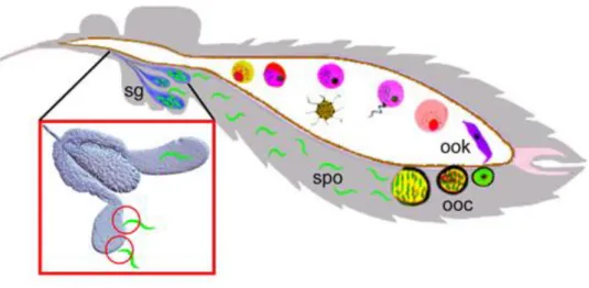 Figure 2. Schéma du cycle de vie du parasite de  Plasmodium dans le moustique. Après développement  initial  dans  la  lumière  de  l’estomac  de  l’insecte,  les  ookinètes  mobiles  (OOK)  traversent  l’épithélium  de  l’estomac  et  se  différencient  e