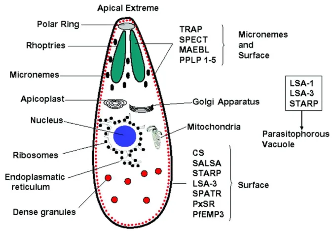 Figure  3. Schéma de la structure d’un sporozoïte et les organites  sécrétoires indispensable à la survie du  parasite (les micronèmes, les rhoptries)