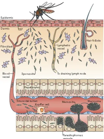Figure  5.  Migration  des  sporozoïtes  de  la  peau jusqu’au foie.  Les  sporozoïtes  injectés  dans  la  peau  lors  du  repas  sanguin  du  moustique  migrent  à  travers  le  derme