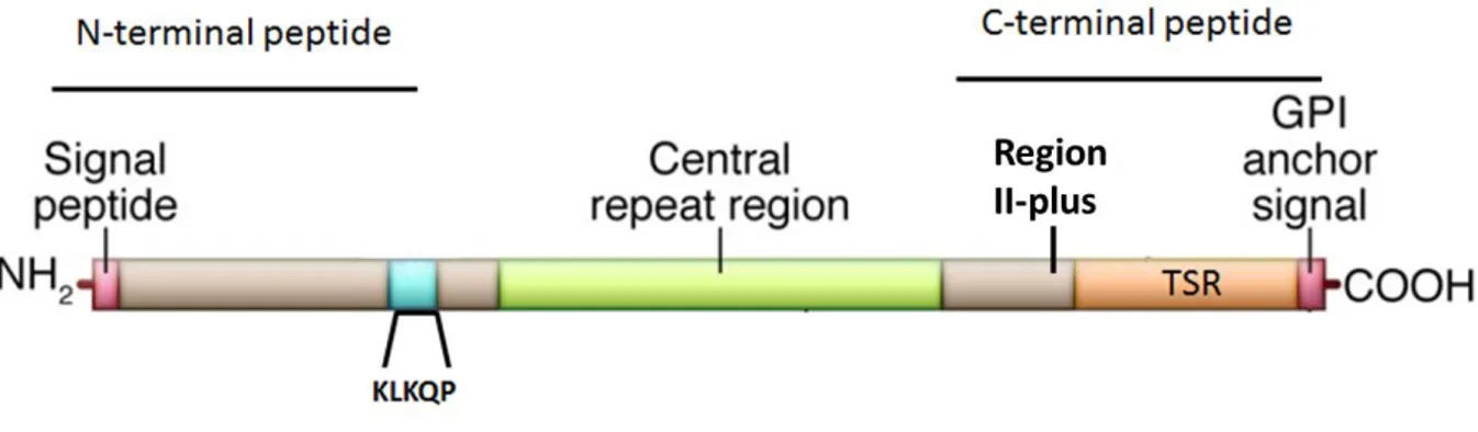 Figure  6.  La  protéine  de  la  « circumsporozoïte »  (CSP).  La  CSP  possède  plusieurs  caractéristiques  conservées chez toutes les espèces de Plasmodium : une région répétée centrale (région en vert), deux régions  conservées (régions en cyan  et or