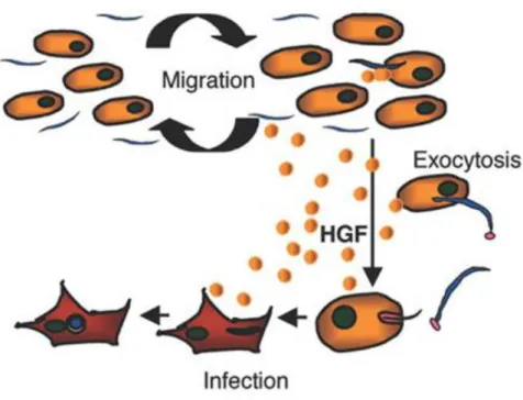 Figure  8.  Modèle  d’infection  des  hépatocytes  par  les  sporozoïtes  de  Plasmodium
