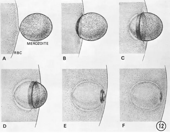 Figure  10.  Étapes  de  l’invasion  des  érythrocytes  par  les  mérozoïtes  de  Plasmodium