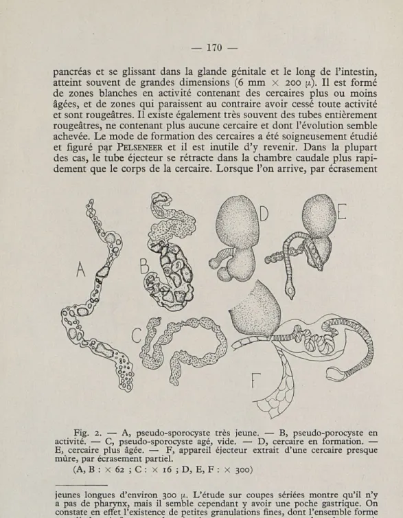 Fig.  2.  —  A,  pseudo-sporocyste  très  jeune.  —  B,  pseudo-porocyste  en  activité