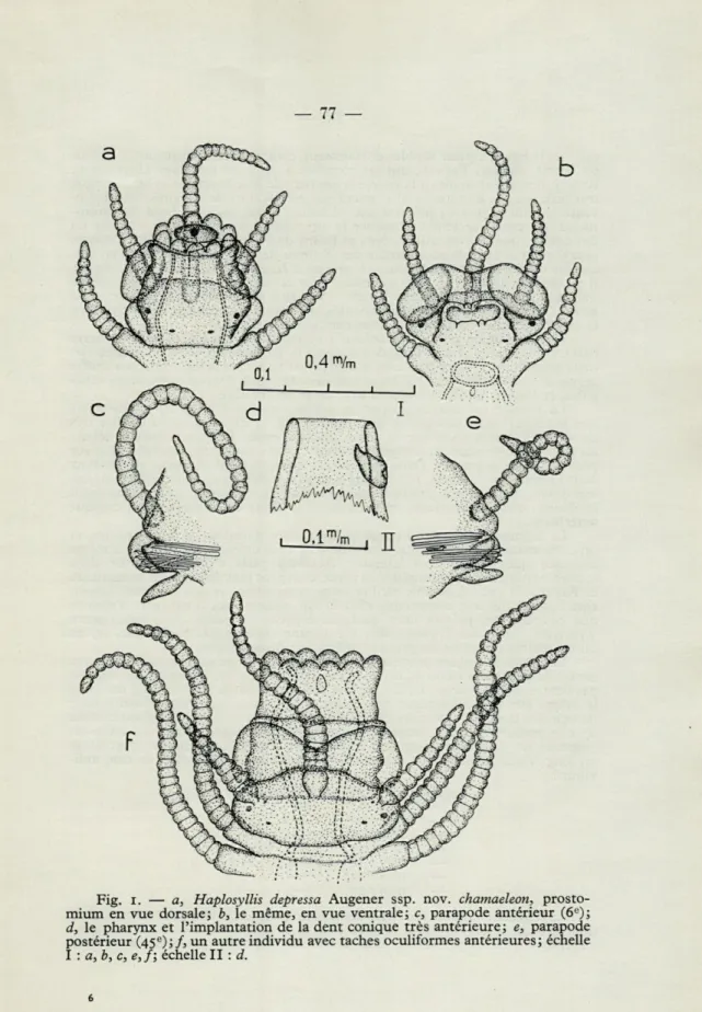 Fig.   I.  —   a,  Haplosyllis  depressa  Augener  ssp.  nov.  chamaeleon,  prosto- prosto-mium  en  vue  dorsale;  b,  le  même,  en  vue  ventrale;  c,  parapode  antérieur  (6 e ); 