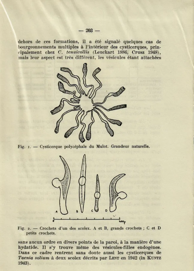 Fig.  i.  —  Cysticerque  polycéphale  du  Mulot.  Grandeur  naturelle. 