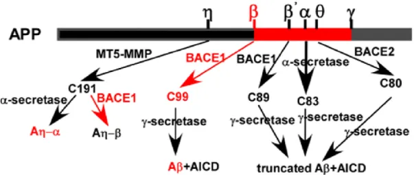 Figure  6 :  Processus  du  clivage  de  la  protéine  précurseur  amyloïde  (APP)  et  production  du  peptide amyloïde β (Aβ) (Wang et al., 2017)