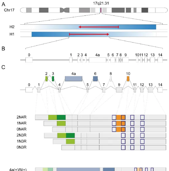 Figure 7 : Vue de l’ensemble du gène MAPT (« Microtubule-Associated Protéin Tau »)  et les  différentes isoformes