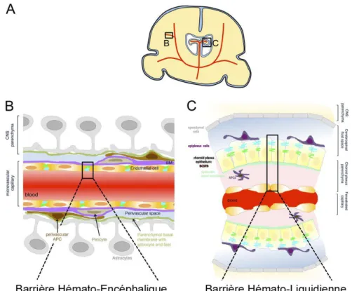 Figure 9 :  Illustration schématique des barrières  cérébrales  (Tietz and Engelhardt, 2017)