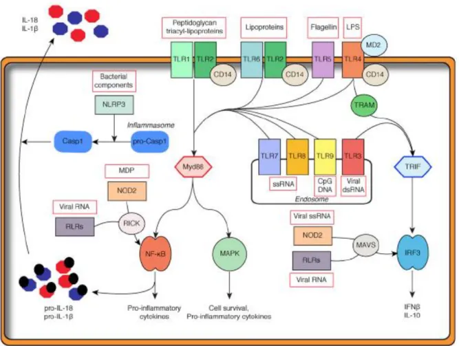 Figure  10 :  Régulation  moléculaire  des  réponses  immunitaires  innée  par  PRRs  (Lampron  et  al.,  2013)