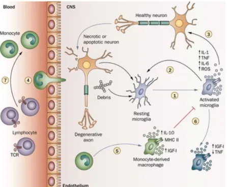 Figure  11 :  Illustration  schématique  de  l’activation  des  cellules  immunitaires  au  niveau  cérébral  au  cours  des  maladies  neuro-dégénératives  (Schwartz  and  Shechter,  2010)