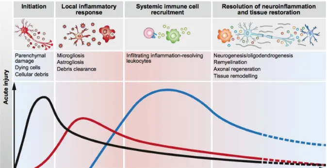 Figure 12 : Recrutement des cellules immunitaires en réponse aux dommages aigus du SNC  (Schwartz and Baruch, 2014)
