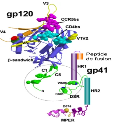 Figure 3 : Structure protéique des glycoprotéines gp120 et gp41 du VIH-1 : La gp120 est composée de cinq  régions constantes (C1-C5) et variables (V1-V5)