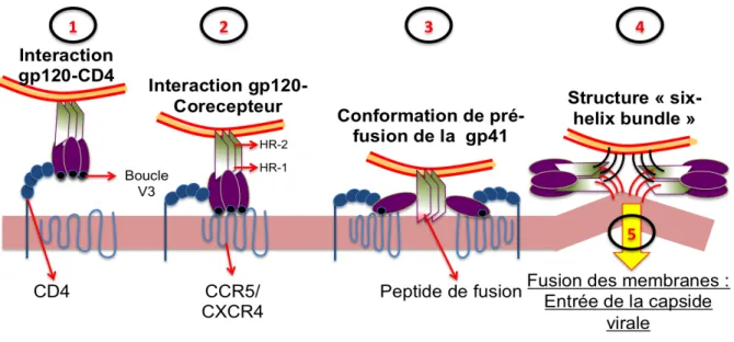 Figure  4 :  Schéma  des  mécanismes  d’entrée  du  VIH-1  dans  la  cellule  cible  :  L’entrée  virale  peut  être  schématiquement résumé en 4 étapes
