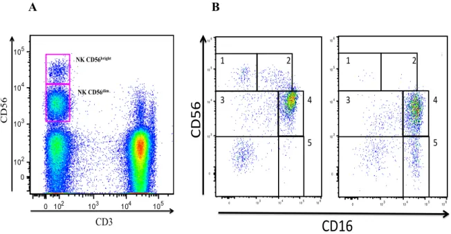 Figure 10 : Mesure par cytométrie en flux des cellules NK (CD3 - CD56 + ) du sang périphérique et de sous- sous-populations  (CD56 + CD16 + )  du  sang  périphérique  chez  un  donneur  sain  (panneau  gauche)  et  chez  un  patient infecté par le VIH (pan