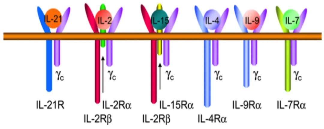 Figure 11 : Schéma des récepteurs aux cytokines : Famille des récepteurs aux cytokines partageant la même  chaine γ complexée avec un récepteur α, de haute affinité, spécifique à chaque cytokine