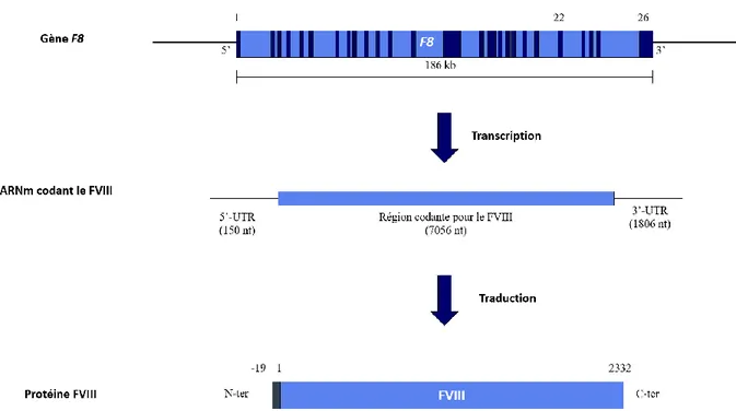 Figure 1. Production du FVIII. Chez l’homme, le gène F8 (bleu clair) est situé en position Xq28  du chromosome X, fait 186 kb et est composé de 26 exons (bleu foncé)