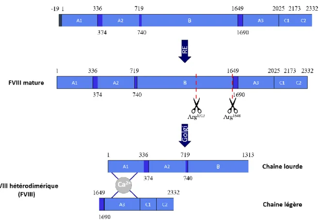 Figure 2. Clivage intracellulaire du FVIII. Dans le réticulum endoplasmique, la séquence signal  est clivée et le polypeptide de 2332 aa est clivé au niveau des Arg1313 et Arg1648 dans l’appareil  de  Golgi