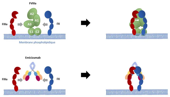 Figure 7. Schéma du mode d’action du FVIIIa ou de l’Emicizumab. La double reconnaissance  du FIXa et du FX permet le rapprochement physique de l’enzyme et du substrat, permettant une  activation du FX en FXa