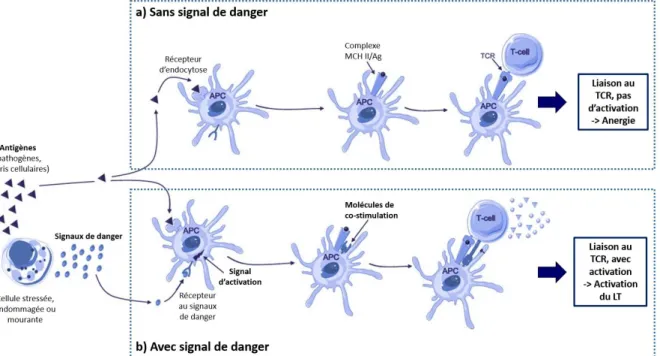 Figure 8. Représentation schématique de la théorie du danger. Lorsqu’un antigène (triangle)  est  reconnu  par  une  cellule  présentatrice  d’antigène  (APC)  sans  signal  de  danger  (schéma  du  haut), la présentation des peptides au LT (T-cell) mène à