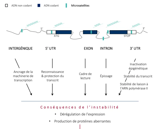 Figure 6 │ Les microsatellites à travers le génome