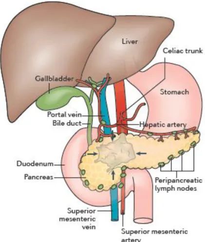 Figure 2. Schéma anatomique du pancréas : organes de voisinage et relais ganglionnaires