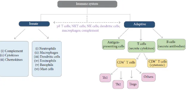 Figure  7.  Le  système  immunitaire  inné  et  adaptatif. La  réponse  immunitaire  innée  comprend  des  cellules  et  des  molécules  solubles  non  spécifiques  d’activation  rapide  présentes dès le début de l’inflammation