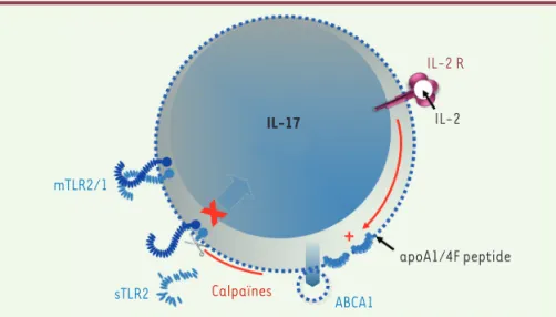 Figure 1. Mécanismes de la sécrétion des calpaïnes et de l’action anti-inflammatoire des cal- cal-païnes sécrétées