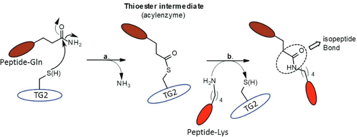 Figure 1.  Translgutaminase transamidation activity between a glutamine-bearing peptide (acyl donor)  and a Lysine-bearing peptide (acyl acceptor) from two different peptides