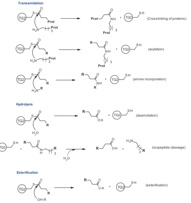 Figure 2.  All the transglutaminases known catalytic activies described so far: transamidation,  esterification, and hydrolysis (the last including the deamidation and isopeptidase activities) 