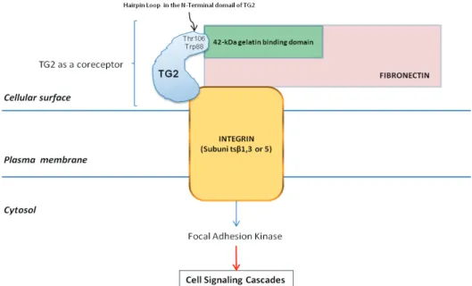 Figure 4.  Representation of the cointeraction in the extracellular matrix of tissue transglutaminase with  both, the 42-kDa gelatin binding domain from fibronectin and the integrin (subunits β1, β3, or β5)