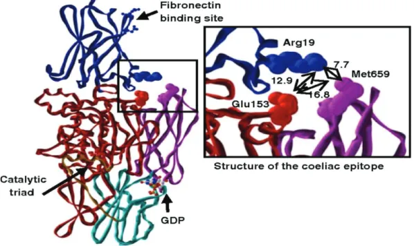 Figure 6. Image showing a GDP-close inactive conformation of TG2. The catalytic triad, and both, the  fibronectin and the guanosin nucleotides (GDP) binding sites are indicated (black rows)