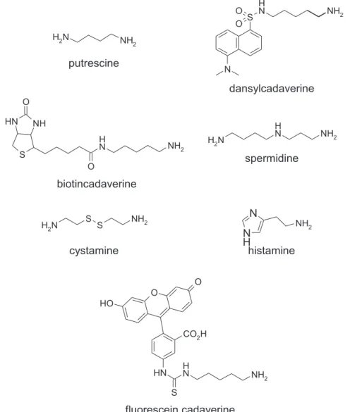 Figure 11. Structures for some of the existing acyl acceptor competitive inhibitors of TG2