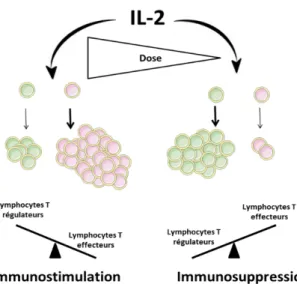 Figure 2. Les effets pléiotropiques de l’IL- l’IL-2 en fonction de la dose utilisée.  
