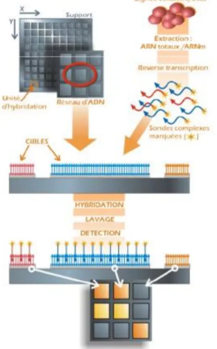 Figure 3.1  Protocole expérimental d'analyse d'une puce ARN.