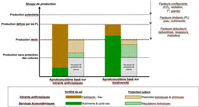 Figure 10-1-1. Représentation du fonctionnement de deux formes archétypales d’agroécosystèmes présentant,  pour des raisons illustratives, le même niveau de production