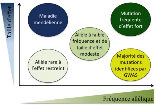 Figure 7. Représentation schématique de la relation entre les fréquences alléliques des  variations génétiques et la force de leur effet sur le phénotype