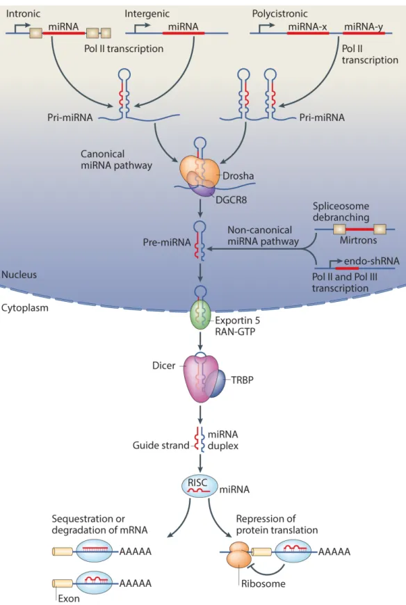 Figure 12. Synthèse des miARN et régulation post-transcriptionnelle des ARNm. 
