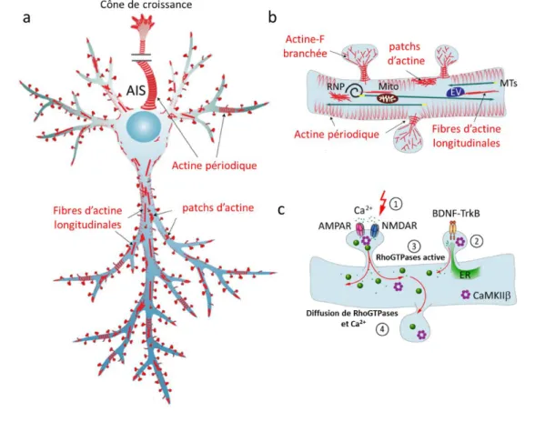 Figure 11 : Réseau d’actine et sa régulation. a) vue d’ensemble des différentes conformations d’actine  dans  un  neurone  pyramidal :  actine  périodique, patchs  d’actine  et fibres  d’actine  longitudinales