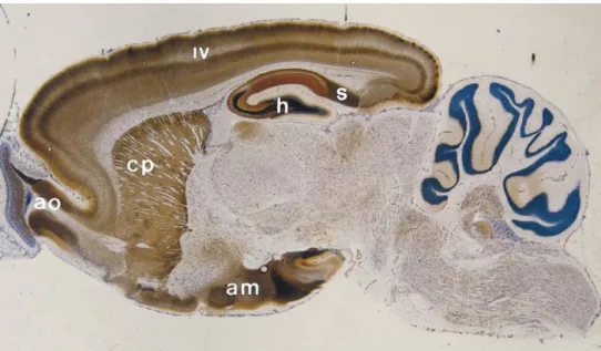 Figure 12 : Coupe sagittale d’un cerveau de rat révélant la distribution du zinc dans les régions du  cerveau par méthode de coloration histochimique Timm-Danscher