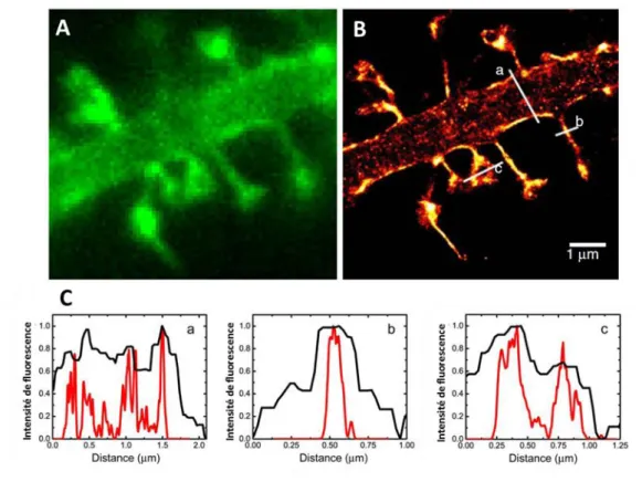 Figure  19  :  Microscopie  super  résolutive  PALM  d’épines  dendritiques  de  neurone  primaire  d’hippocampe  de  rat  exprimant  ABP-tdEosFP  (marquage  actine)