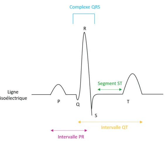 Figu e  . S h a  ep se tatif d'u   le t o a diog a e  ECG . L’ECGàestà ep se t àpa àlaàsu essio àd’u à o ple eàd’o desà ep se ta tàlaàd pola isatio àetàlaà epola isatio àdesàdiff e tesà a it sà a dia ues.àE àeffet,à l’o deà Pà ep se teà laà d pola isatio à