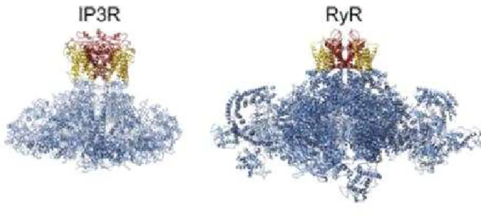 Figure 13. Structure 3D des récepteurs RyR et IP3R. Extrait de  (Yuchi and Van Petegem, 2016)