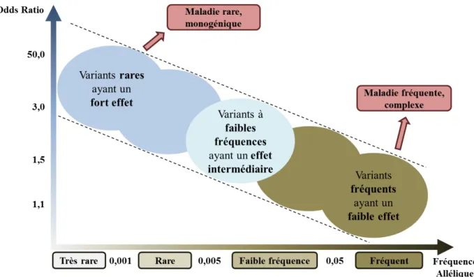 Figure 4. Fréquence et effet des variants mis en jeu dans les maladies  monogéniques et complexes