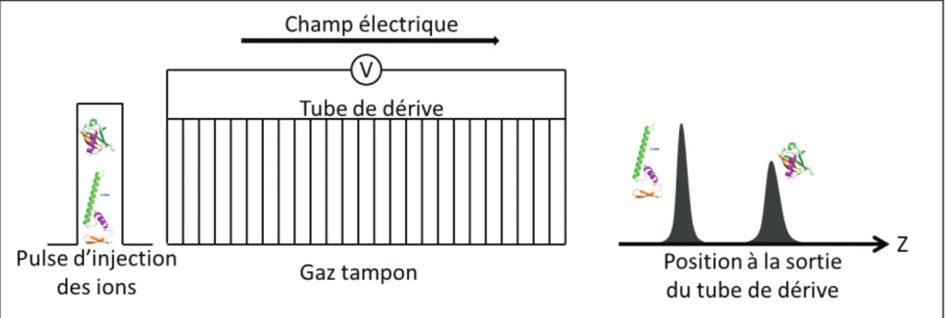 Figure 1.  Schéma de la séparation de deux ions par mobilité ionique. 