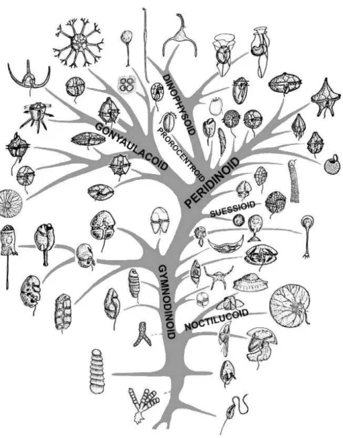 Figure 3. Diversité des dinoflagellés,  seul le quart des genres actuels sont illustrés sur cet arbre