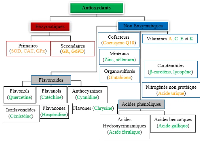 Figure 17: Antioxydants naturels en fonction de leurs classes chimiques   (Couleur verte : antioxydants exogènes ; Couleur orange : antioxydants endogènes) 